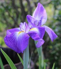 画像の説明 画像の説明