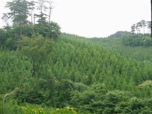 画像の説明 画像の説明